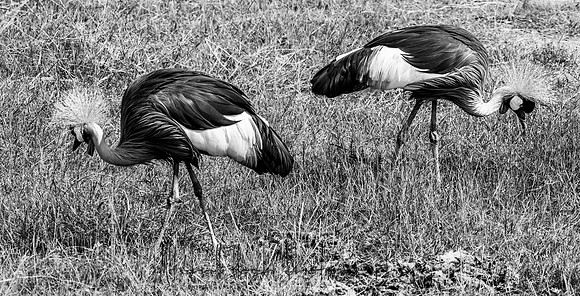 20190603_africa_2762.jpg