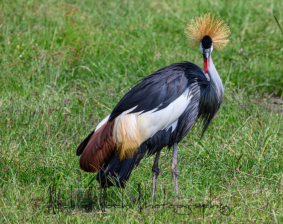20190603_africa_2659.jpg