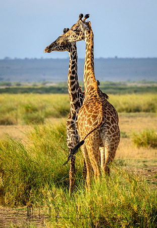 20190602_africa_0868.jpg