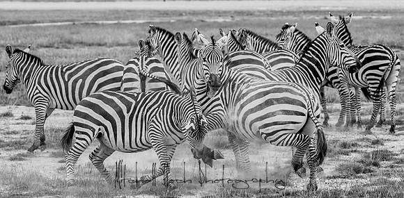 20190602_africa_1480-2.jpg