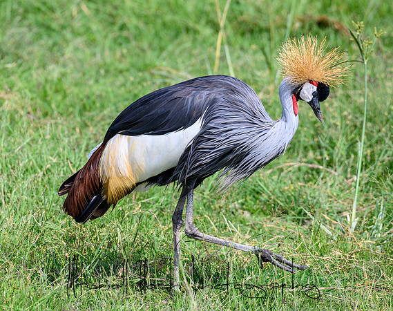 20190603_africa_2618.jpg