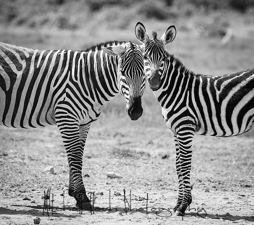 20190603_africa_3938-2.jpg