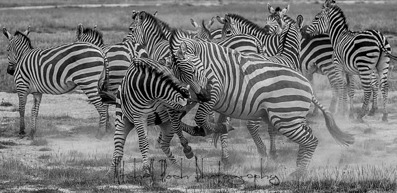 20190602_africa_1483-2.jpg