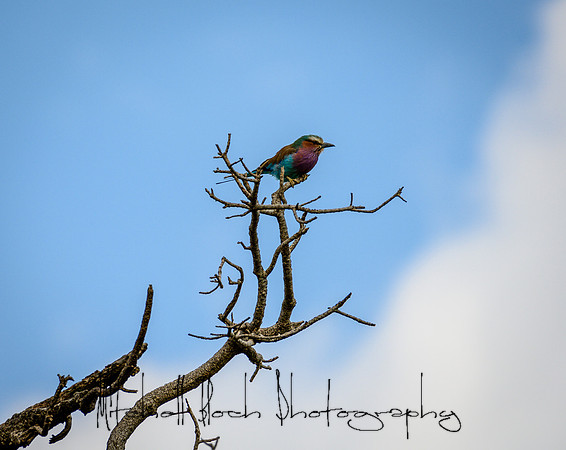 20190607_africa_7781.jpg