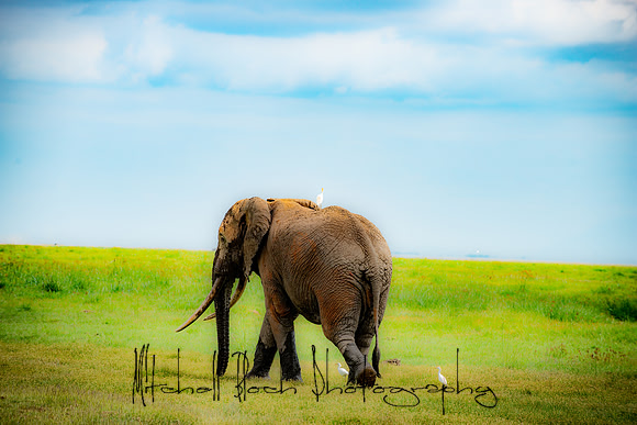 20190602_africa_1468.jpg
