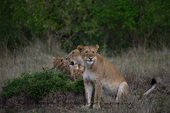 20190606_africa_6087.jpg