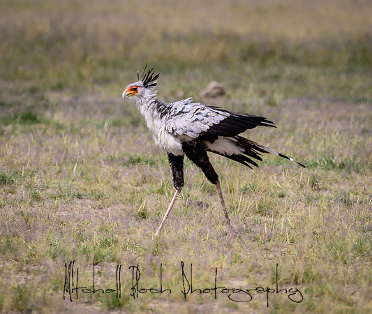 20190603_africa_3706.jpg