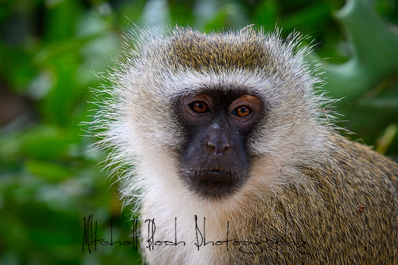 20190602_africa_0317.jpg