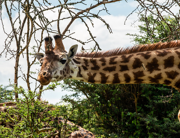 20190604_africa_4634.jpg