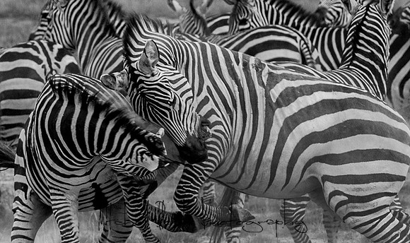 20190602_africa_1483-3.jpg