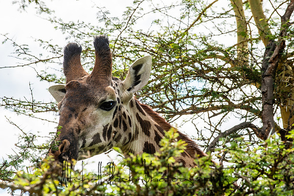 20190604_africa_4618.jpg