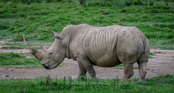 20190604_africa_4453.jpg