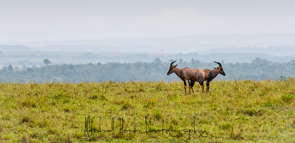 20190608_africa_8067.jpg