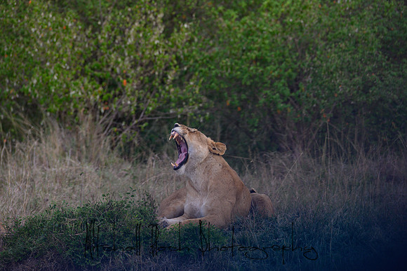 20190606_africa_5944.jpg