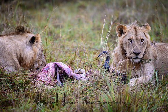 20190607_africa_6764.jpg