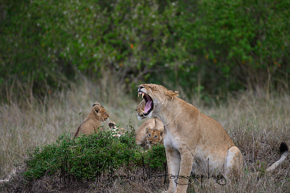 20190606_africa_6064.jpg