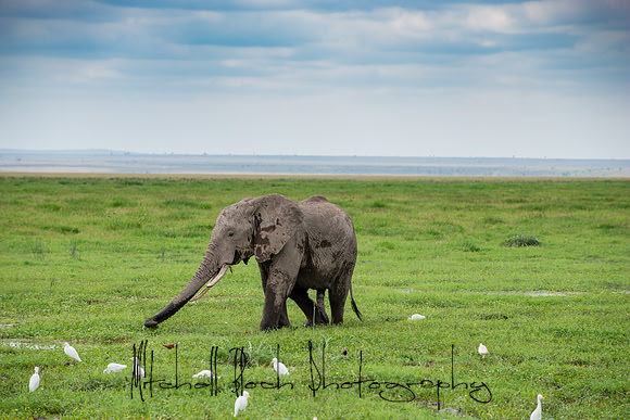 20190602_africa_1342.jpg