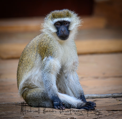20190602_africa_0337.jpg