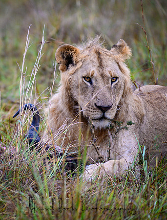 20190607_africa_6768.jpg