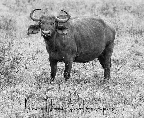20190605_africa_4832.jpg
