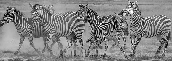 20190602_africa_1502.jpg