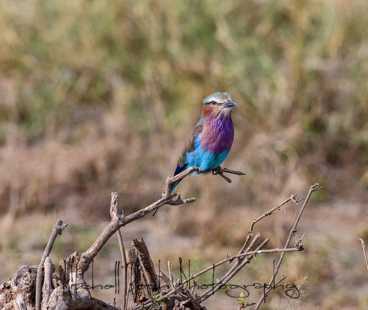20190603_africa_2153.jpg