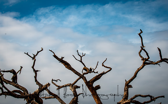 20190602_africa_1145.jpg