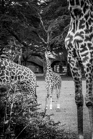 20190604_africa_4695.jpg