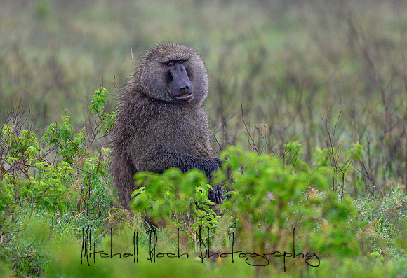 20190605_africa_4881.jpg
