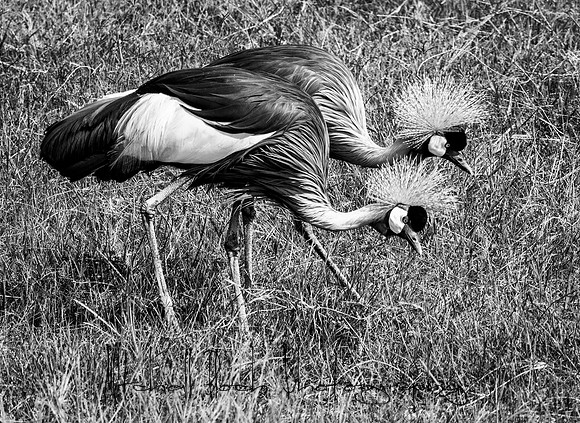 20190603_africa_2721-2.jpg