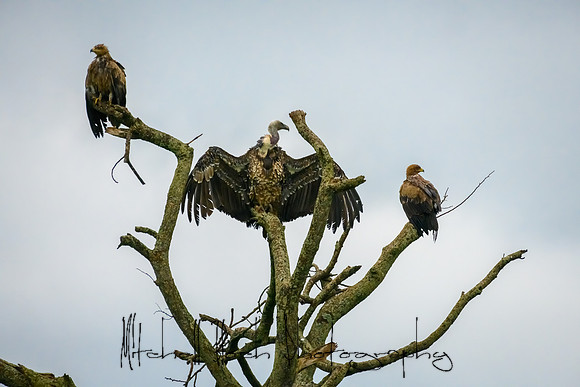 20190605_africa_4923.jpg