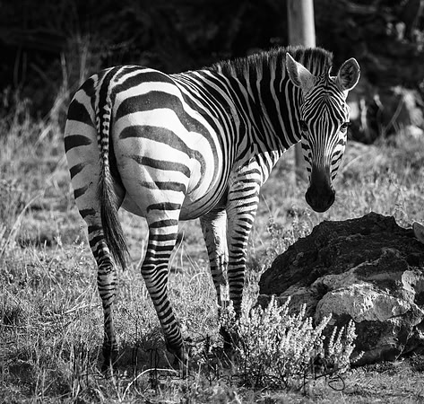 20190602_africa_0767-2.jpg