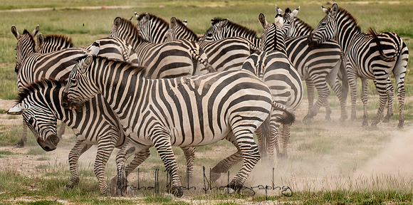 20190602_africa_1485.jpg