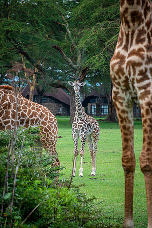 20190604_africa_4686.jpg