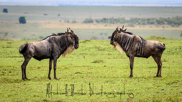 20190607_africa_7290.jpg