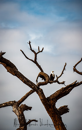 20190602_africa_1150.jpg