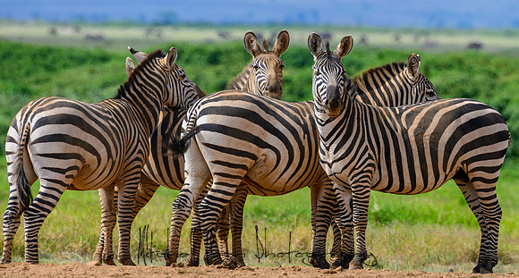 20190603_africa_3833.jpg