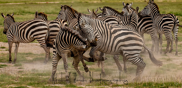 20190602_africa_1483.jpg