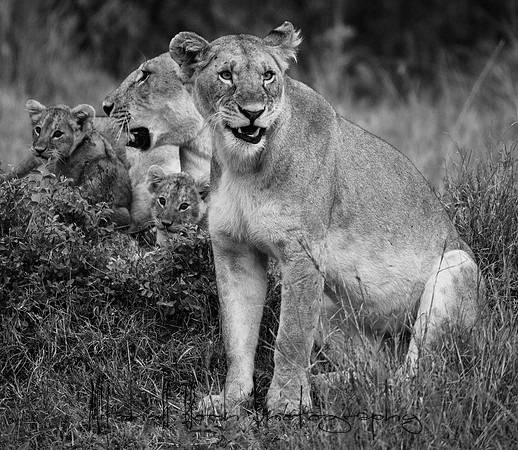 20190606_africa_6086-3.jpg