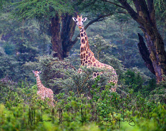 20190605_africa_4891.jpg