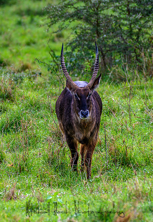 20190604_africa_4350.jpg