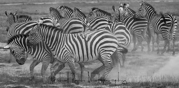 20190602_africa_1485-2.jpg