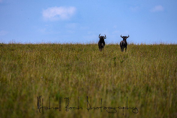 20190607_africa_7699.jpg