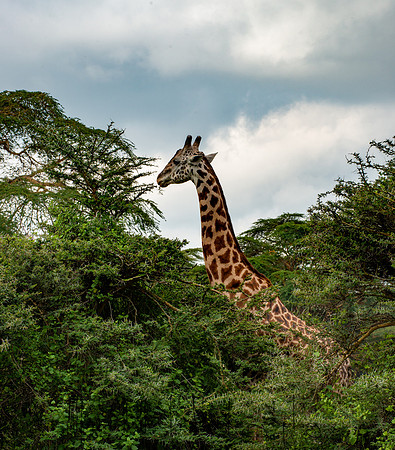 20190604_africa_4664.jpg