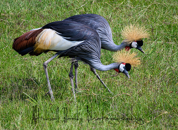 20190603_africa_2721.jpg