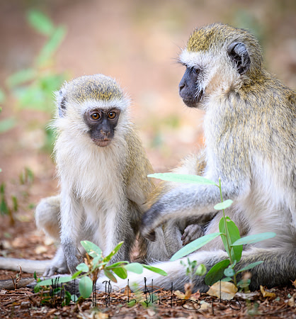 20190602_africa_0289.jpg