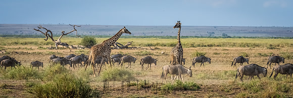 20190602_africa_0937.jpg