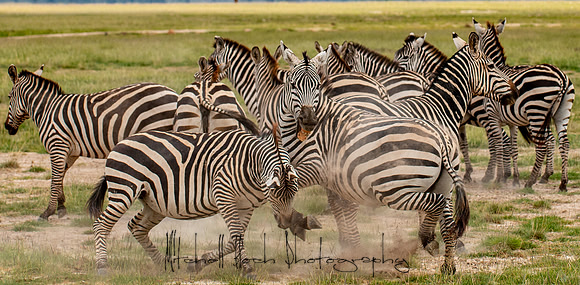20190602_africa_1480.jpg