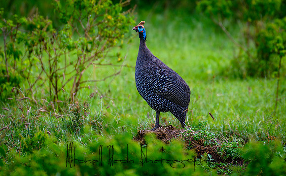 20190604_africa_4312.jpg