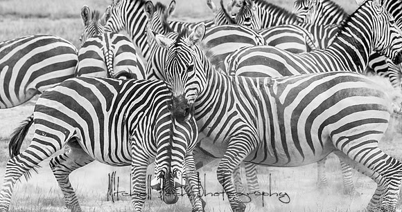 20190602_africa_1481.jpg